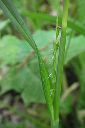 Carex strigosa / Thin-Spiked Wood Sedge, D Bruchsal 13.5.2011