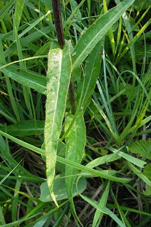 Cirsium heterophyllum \ Verschiedenblttrige Kratzdistel, Alant-Distel / Melancholy Thistle, D Ettal 21.6.2011