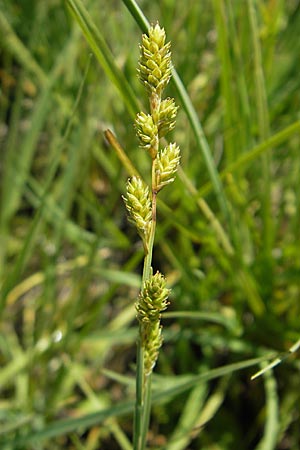 Carex canescens \ Graue Segge / Silvery Sedge, D Oberstdorf 22.6.2011