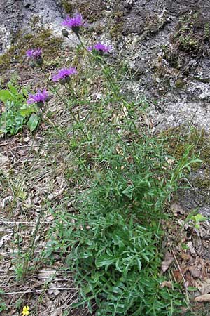 Centaurea scabiosa \ Skabiosen-Flockenblume, D Idar-Oberstein 25.6.2011