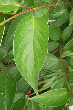 Cornus alba agg. \ Tatarischer Hartriegel, D Gessertshausen 30.7.2011