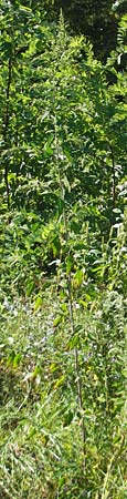 Chenopodium strictum \ Streifen-Gnsefu / Striped Goosefoot, Lateflowering Goosefoot, D Mannheim 10.9.2011