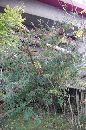 Cotoneaster sargentii \ Immergrne Strauchmispel, Weidenblttrige Felsenmispel / Scarlet Leader Willowleaf, D Ludwigshafen 19.10.2011