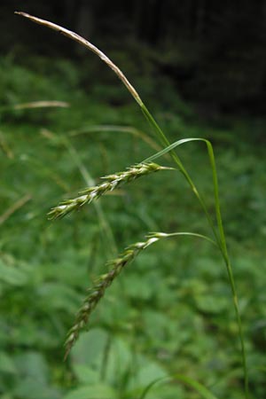 Carex sylvatica \ Wald-Segge / Wood Sedge, D Schwarzwald/Black-Forest, Kaltenbronn 7.7.2012