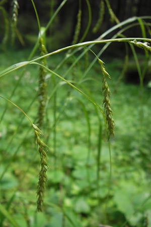 Carex sylvatica \ Wald-Segge / Wood Sedge, D Schwarzwald/Black-Forest, Kaltenbronn 7.7.2012