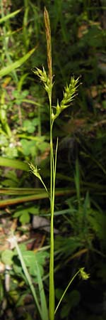 Carex sylvatica \ Wald-Segge / Wood Sedge, D Schwarzwald/Black-Forest, Kaltenbronn 7.7.2012