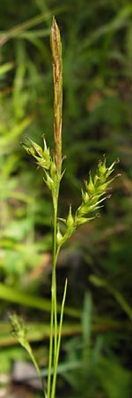 Carex sylvatica \ Wald-Segge / Wood Sedge, D Schwarzwald/Black-Forest, Kaltenbronn 7.7.2012