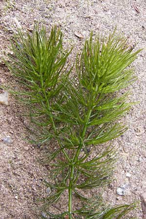 Ceratophyllum submersum \ Zartes Hornblatt / Soft Hornwort, D Büttelborn 15.9.2012