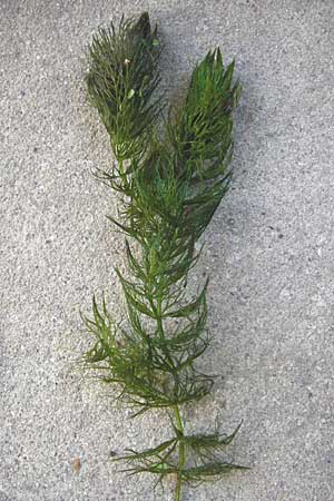 Ceratophyllum submersum \ Zartes Hornblatt / Soft Hornwort, D Büttelborn 15.9.2012