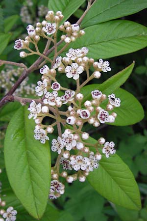 Cotoneaster sargentii, Scarlet Leader Willowleaf