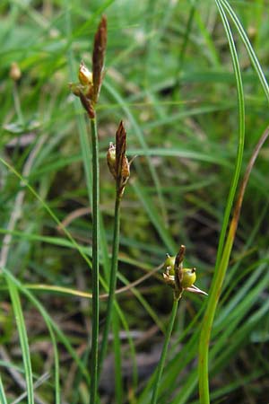 Carex supina \ Steppen-Segge, Zwerg-Segge / Dwarf Sedge, D Mannheim 27.6.2013