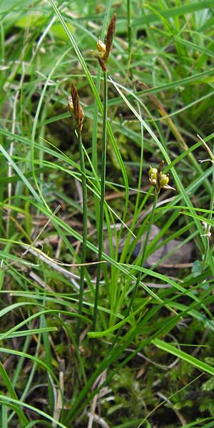 Carex supina \ Steppen-Segge, Zwerg-Segge, D Mannheim 27.6.2013