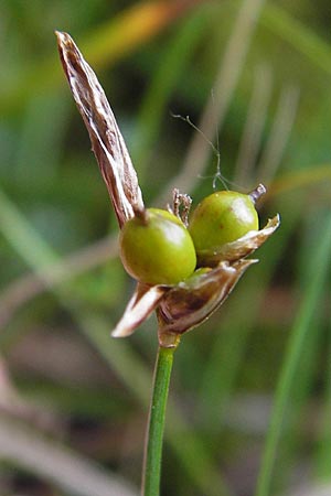 Carex supina \ Steppen-Segge, Zwerg-Segge, D Mannheim 27.6.2013