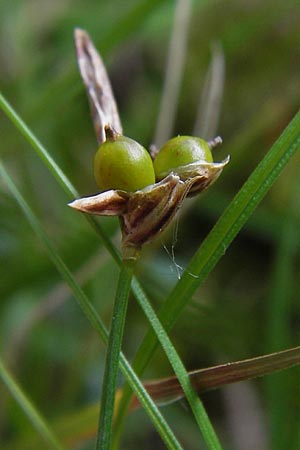 Carex supina \ Steppen-Segge, Zwerg-Segge / Dwarf Sedge, D Mannheim 27.6.2013