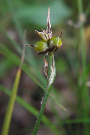 Carex supina \ Steppen-Segge, Zwerg-Segge / Dwarf Sedge, D Mannheim 27.6.2013