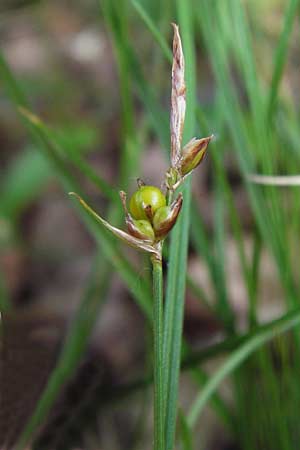 Carex supina \ Steppen-Segge, Zwerg-Segge / Dwarf Sedge, D Mannheim 27.6.2013