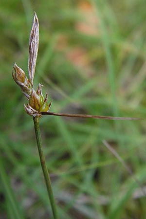 Carex supina \ Steppen-Segge, Zwerg-Segge, D Mannheim 27.6.2013