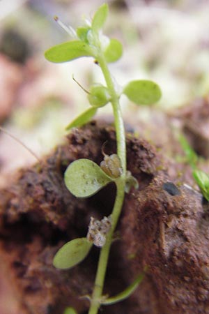 Callitriche stagnalis \ Teich-Wasserstern / Pond Water Starwort, D Odenwald, Erbach 24.8.2013