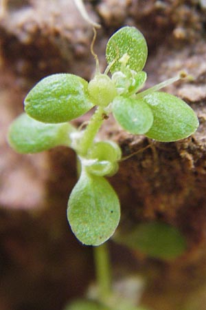 Callitriche stagnalis / Pond Water Starwort, D Odenwald, Erbach 24.8.2013