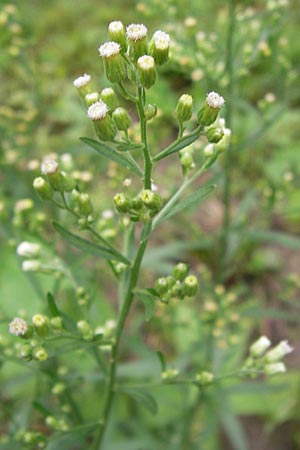 Erigeron sumatrensis, Sumatra-Katzenschweif, Weißes Berufkraut