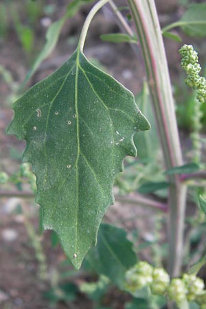 Chenopodium album \ Weier Gnsefu, Wilde Melde / Fat Hen, D Schwetzingen 23.9.2013