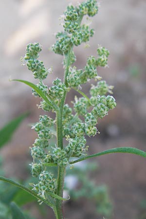 Chenopodium album \ Weier Gnsefu, Wilde Melde / Fat Hen, D Schwetzingen 23.9.2013