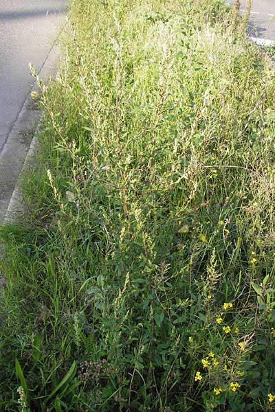 Chenopodium strictum \ Streifen-Gnsefu, D Mannheim 24.9.2013