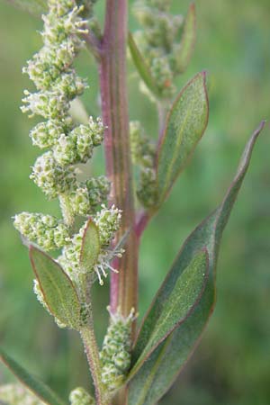 Chenopodium strictum / Striped Goosefoot, Lateflowering Goosefoot, D Mannheim 24.9.2013