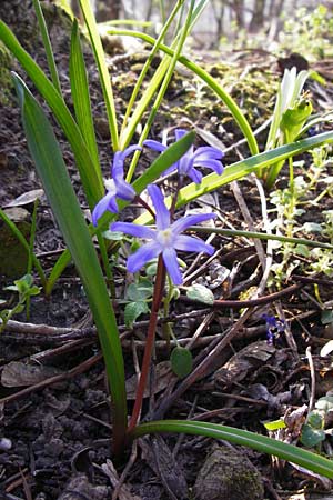 Scilla luciliae \ Lucile-Schneeglanz, Lydische Sternhyazinthe / Boissier's Glory of the Snow, Lucile's Glory of the Snow, D Heppenheim 17.3.2014