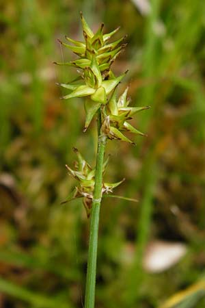 Carex spicata \ Stachel-Segge, Korkfrchtige Segge, D Odenwald, Erbach 30.5.2014