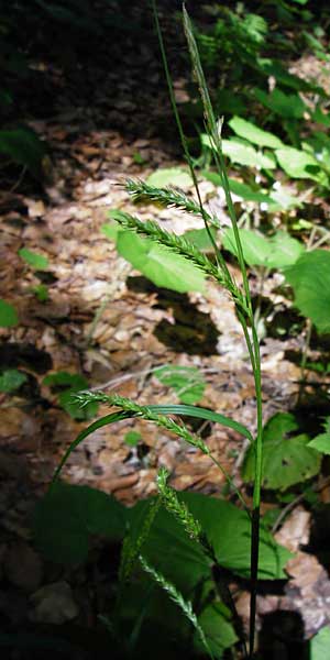 Carex sylvatica \ Wald-Segge / Wood Sedge, D Zwiesel 9.6.2014