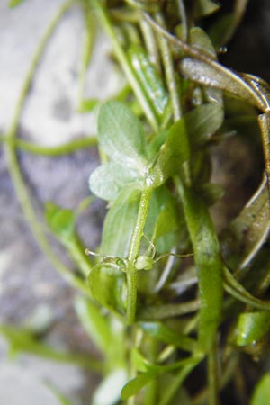 Callitriche stagnalis \ Teich-Wasserstern / Pond Water Starwort, D Odenwald, Fischbachtal-Steinau 25.6.2014