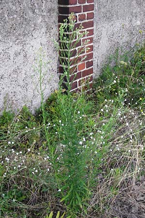 Erigeron sumatrensis \ Sumatra-Katzenschweif, Weies Berufkraut, D Mannheim 25.7.2014