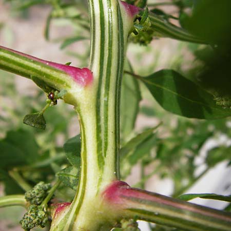 Chenopodium strictum / Striped Goosefoot, Lateflowering Goosefoot, D Mannheim 28.9.2014