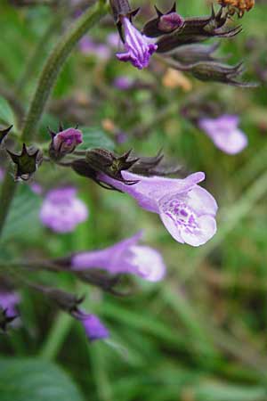 Clinopodium menthifolium subsp. menthifolium \ Wald-Bergminze, D Bensheim 1.10.2014