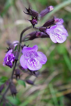 Clinopodium menthifolium subsp. menthifolium / Wood Calamint, D Bensheim 1.10.2014