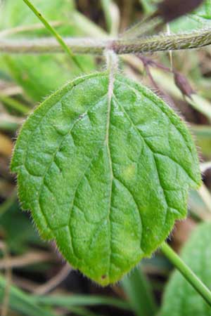 Clinopodium menthifolium subsp. menthifolium \ Wald-Bergminze / Wood Calamint, D Bensheim 1.10.2014