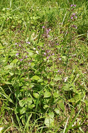 Clinopodium menthifolium subsp. menthifolium \ Wald-Bergminze, D Bensheim 3.10.2014