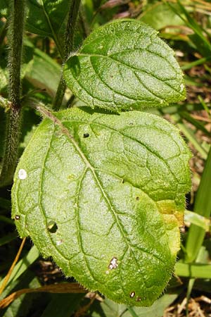 Clinopodium menthifolium subsp. menthifolium \ Wald-Bergminze / Wood Calamint, D Bensheim 3.10.2014