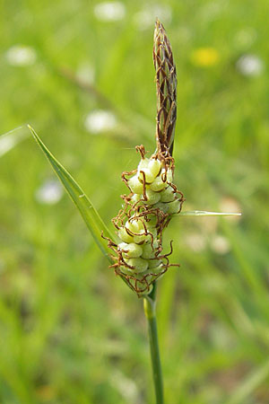 Carex tomentosa \ Filz-Segge, D Lampertheim 1.5.2009