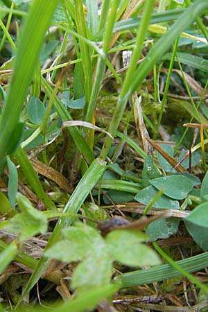 Carex tomentosa \ Filz-Segge, D Lampertheim 3.5.2009