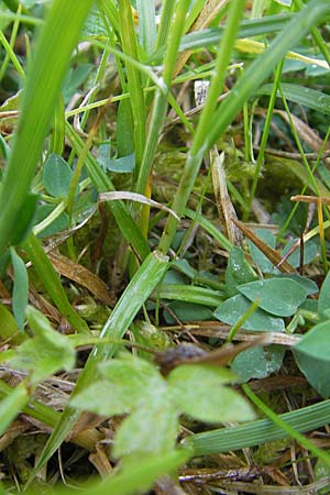 Carex tomentosa \ Filz-Segge / Downy-Fruited Sedge, D Lampertheim 3.5.2009