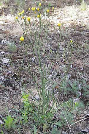 Crepis tectorum \ Dach-Pippau / Narrow-Leaved Hawk's-Beard, D Darmstadt 10.5.2009