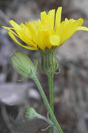 Crepis tectorum \ Dach-Pippau, D Darmstadt 10.5.2009