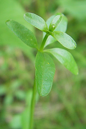 Galium palustre agg. / Common Marsh Bedstraw, D Römerberg 9.9.2009