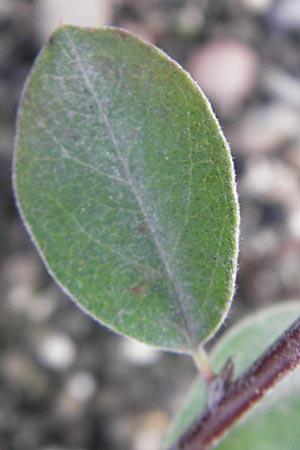 Cotoneaster integerrimus / Wild Cotoneaster, D Ludwigshafen 19.10.2011