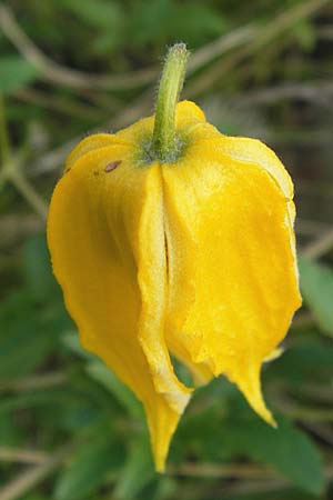 Clematis tangutica \ Gold-Waldrebe, Mongolische Waldrebe / Golden Clematis, D Heidelberg 2.8.2012