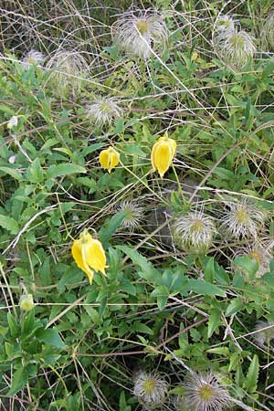 Clematis tangutica \ Gold-Waldrebe, Mongolische Waldrebe / Golden Clematis, D Heidelberg 2.8.2012