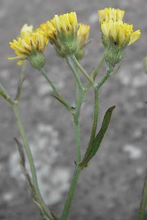 Crepis tectorum \ Dach-Pippau / Narrow-Leaved Hawk's-Beard, D Mannheim 20.6.2013