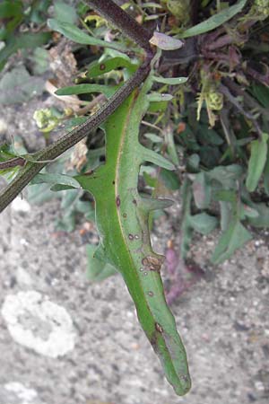 Crepis tectorum \ Dach-Pippau / Narrow-Leaved Hawk's-Beard, D Mannheim 20.6.2013